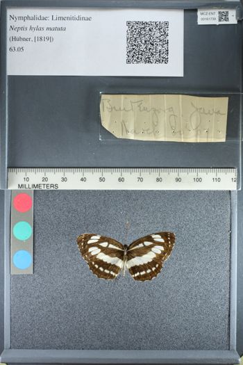 Media type: image;   Entomology 161739